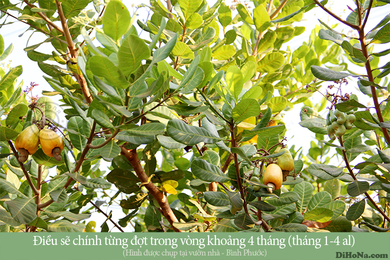 tat-tan-tat-qua-trinh-san-xuat-hat-dieu-rang-muoi-ban-can-biet
