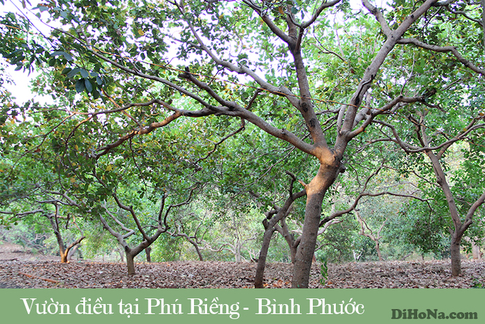 Hạt điều Bình Phước