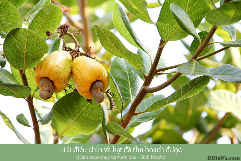 hạt điều rang muối hat-dieu-rang-muoi