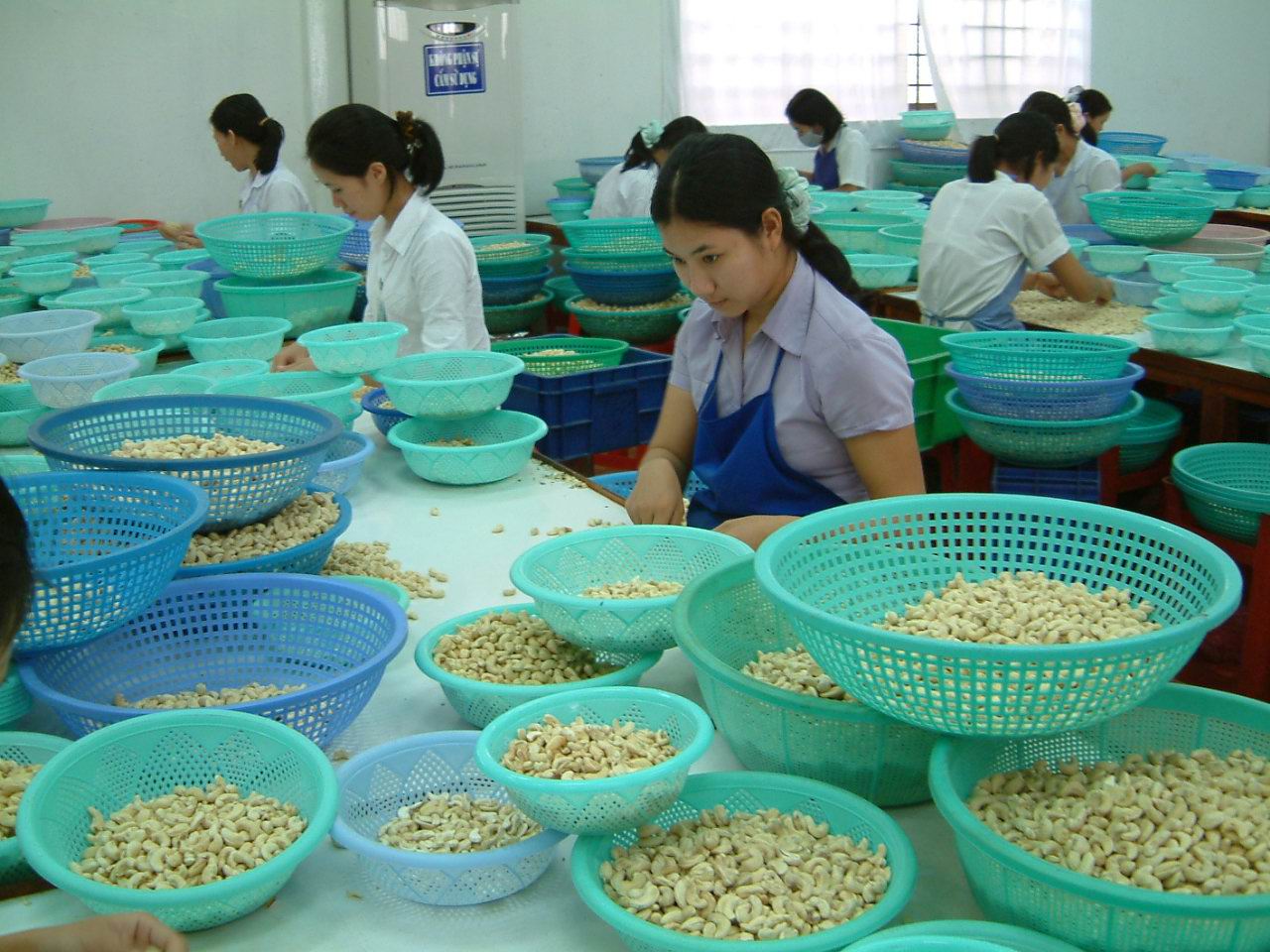 Hạt điều xuất khẩu Hạt điều xuất khẩu