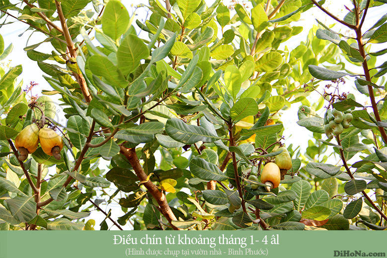 Làm sao để chọn hạt điều rang muối hcm ngon nhất Làm sao để chọn hạt điều rang muối hcm ngon nhất